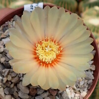 Astrophytum asterias cv. Super Kabuto V-Type