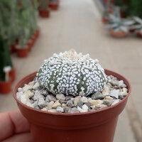 Astrophytum asterias cv. Super Kabuto V-Type