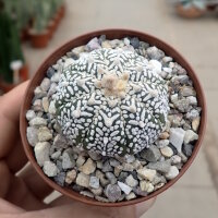 Astrophytum asterias cv. Super Kabuto V-Type