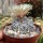 Astrophytum asterias cv. Super Kabuto V-Type