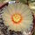 Astrophytum asterias cv. Super Kabuto V-Type