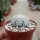 Astrophytum asterias cv. Super Kabuto V-Type