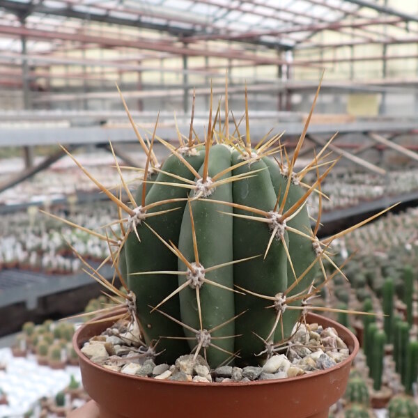 Trichocereus macrogonus-Hybr.