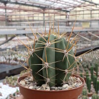 Trichocereus macrogonus-Hybr.