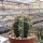 Trichocereus macrogonus-Hybr.