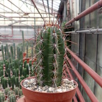 Trichocereus-Hybr. Desert Spine