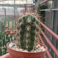 Trichocereus-Hybr. Desert Spine