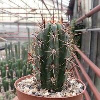 Trichocereus-Hybr. Desert Spine