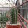 Trichocereus-Hybr. Desert Spine