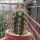 Trichocereus-Hybr. Desert Spine