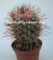 Mammillaria apozolensis Rep. 978