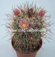 Mammillaria apozolensis Rep. 978