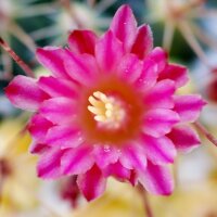 Mammillaria apozolensis Rep. 978