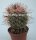 Mammillaria apozolensis Rep. 978