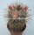 Mammillaria apozolensis Rep. 978