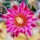 Mammillaria apozolensis Rep. 978