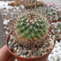 Mammillaria sonorensis  fa. Ost El Sabinito
