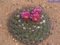 Mammillaria sonorensis  fa. Ost El Sabinito