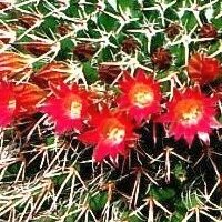 Mammillaria sonorensis  fa. Ost El Sabinito