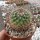 Mammillaria sonorensis  fa. Ost El Sabinito