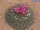 Mammillaria sonorensis  fa. Ost El Sabinito