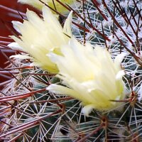 Mammillaria cobrensis MH 8/90