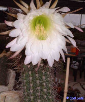 Trichocereus werdermannianus