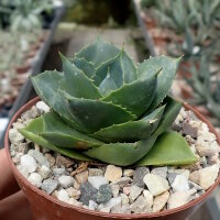 Agave cv. Pixie