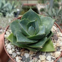 Agave cv. Pixie