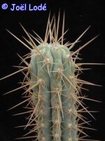 Browningia viridis