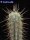 Browningia viridis