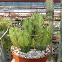 Polaskia chula