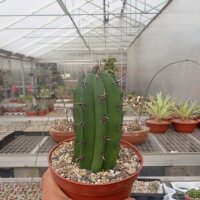 Polaskia chula