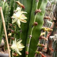 Polaskia chula