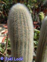 Thrixanthocereus senilis