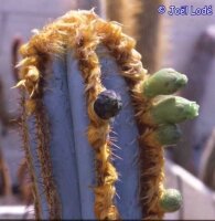 Pilosocereus fulvilanatus