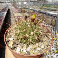 Weingartia sp.n. KAS 699