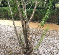 Pereskia quisqueyana, Cueva de la Maravillas