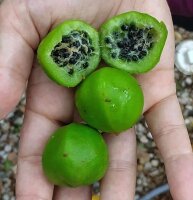 Pereskia quisqueyana, Cueva de la Maravillas