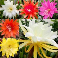 Sortiment Epiphyllum-Hybr. Blattkakteen