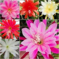 Sortiment Epiphyllum-Hybr. Blattkakteen
