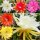 Sortiment Epiphyllum-Hybr. Blattkakteen 5 Stück
