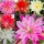 Sortiment Epiphyllum-Hybr. Blattkakteen 5 Stück