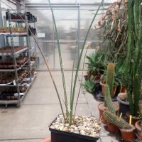 Hesperaloe parviflora (dw)