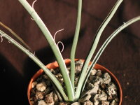 Hesperaloe parviflora (dw)
