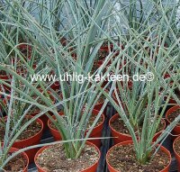 Hesperaloe parviflora (dw)