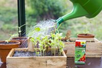 Spruzit® TrauermückenFrei
