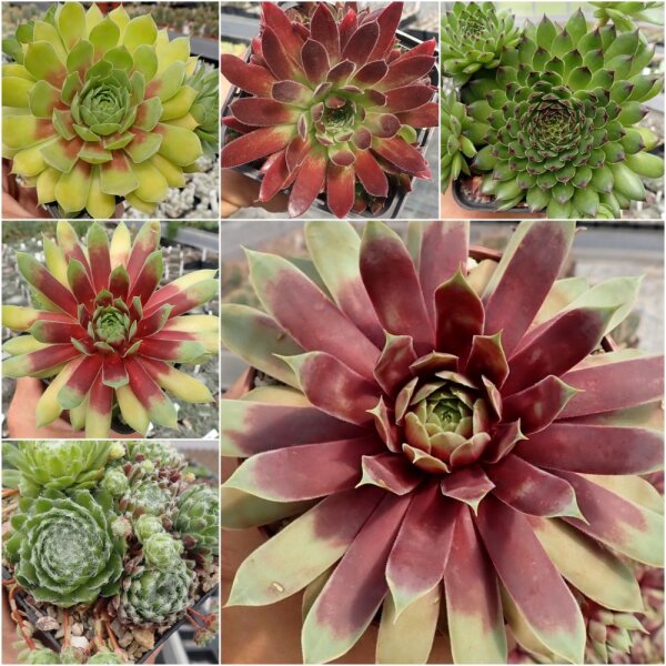Sortiment Sempervivum