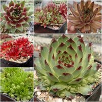 Sortiment Sempervivum