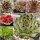 Sortiment Sempervivum